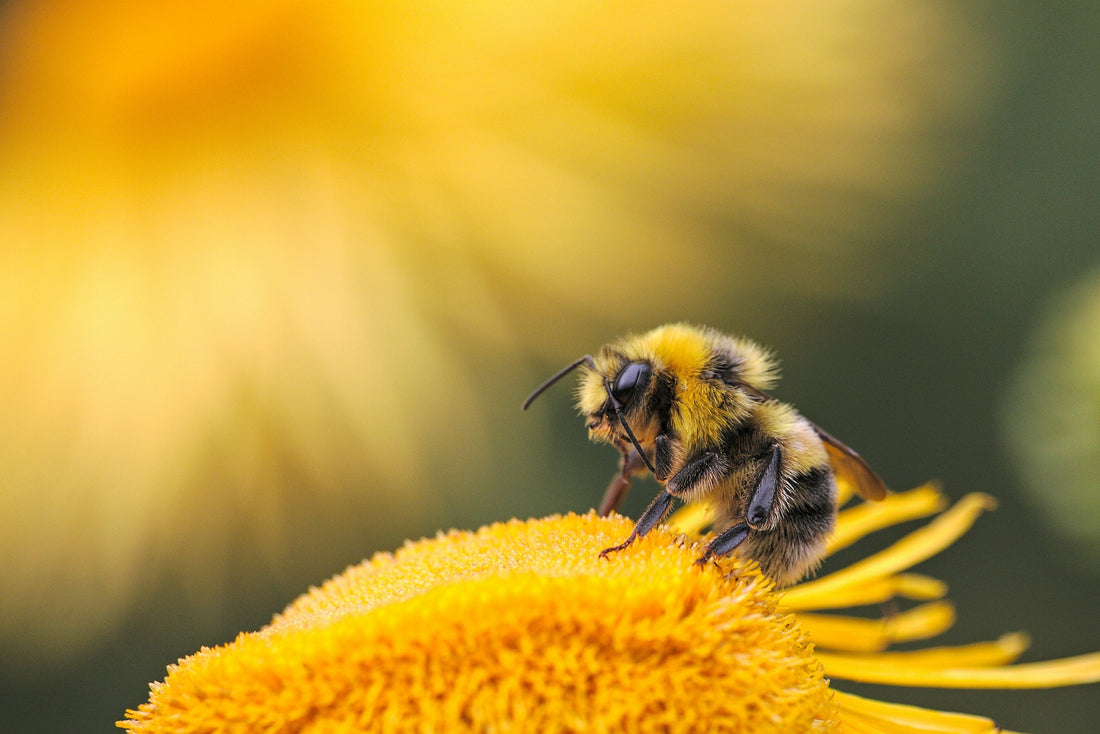 Les bienfaits du miel pour la gorge et la toux : remède naturel efficace et reconnu