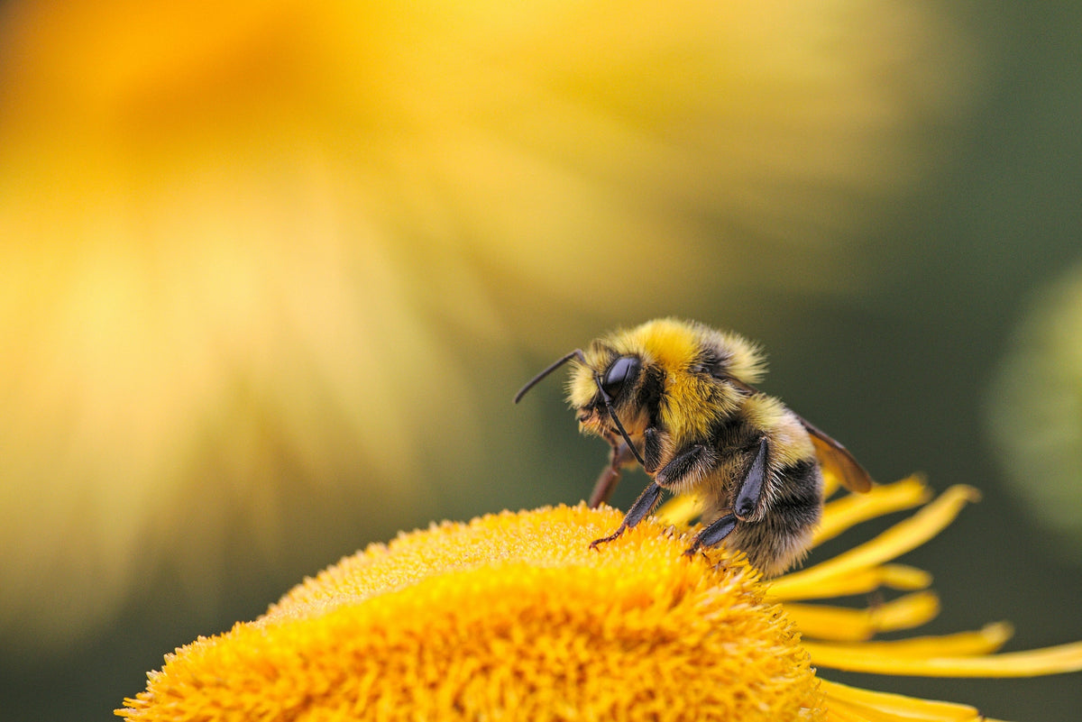 Les bienfaits du miel pour la gorge et la toux : remède naturel efficace et reconnu