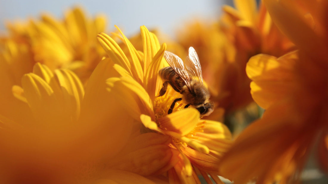 Miel doré au curcuma (Golden Honey) : recette, bienfaits et conseils